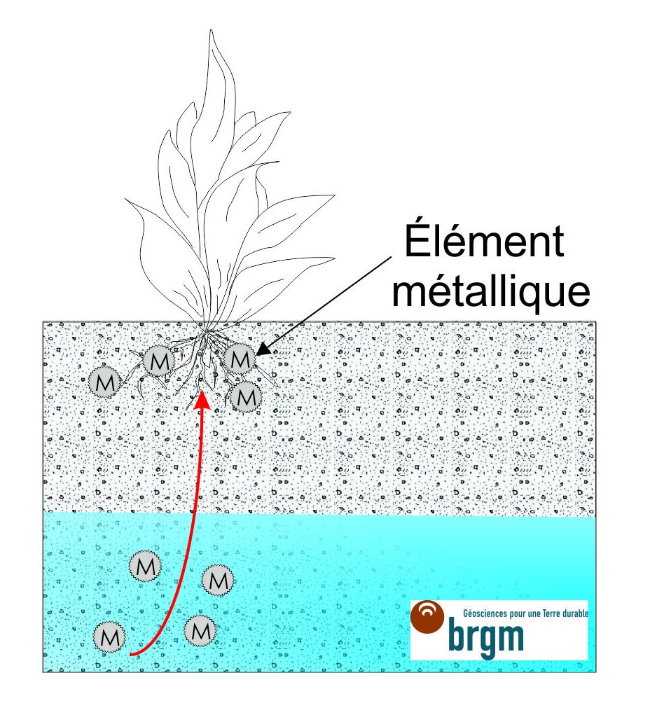 Figure 1 - Illustration du principe de la phytostabilisation.