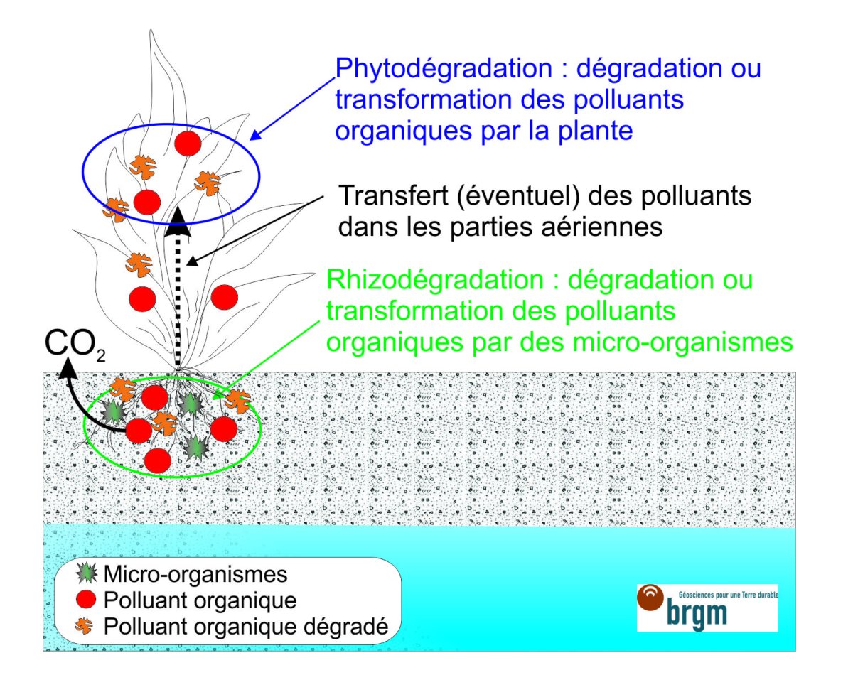 Figure 1 - Illustration du principe de la phytodégradation.