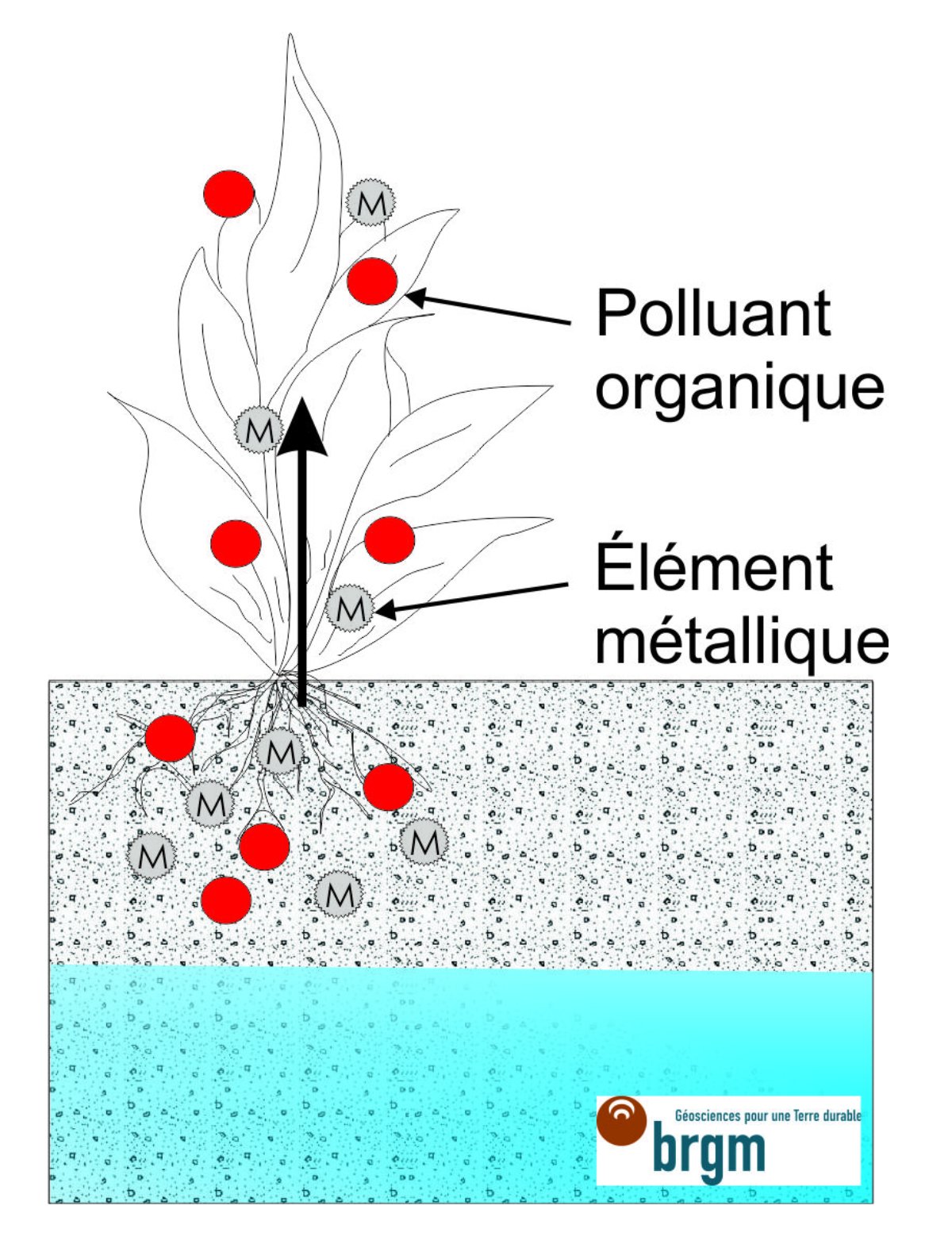 Figure 1 - Schéma du principe de la phytoextraction.